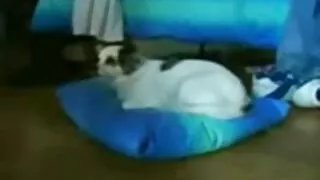 নিটোল শ্যামাঙ্গিনী R ...